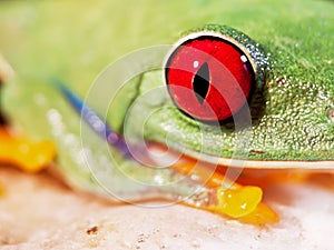 Red-eyed tree frog (157), Agalychnis callidryas