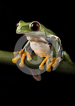 Red eyed tree frog