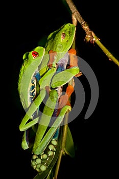 Red-eyed tree frog