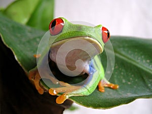 Red-eyed tree frog 2