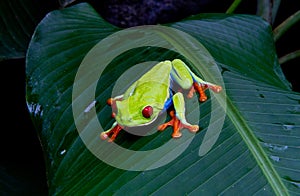 Red eyed tree frog