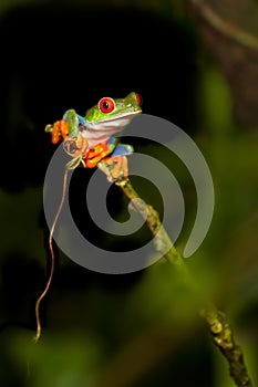 Red-eyed Tree frog