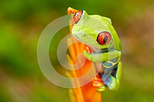 Red eyed tree frog