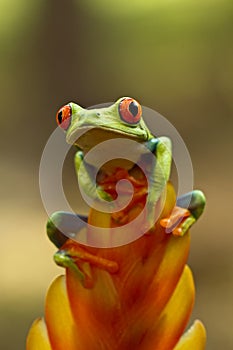 Red eyed tree frog