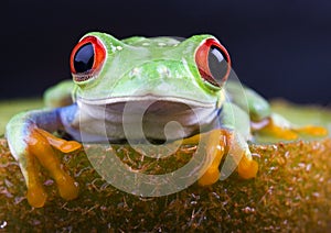 Red eyed tree frog