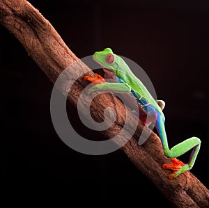 Red eyed tree frog photo