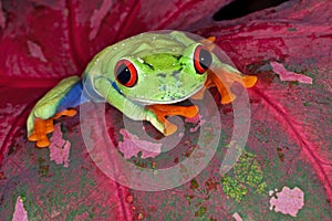 Red-eyed Tree Frog