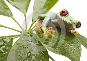 Red eyed tree frog