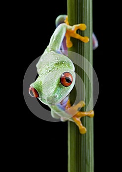 Red eyed tree frog