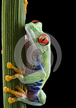 Red eyed tree frog