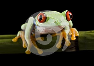 Red eyed tree frog