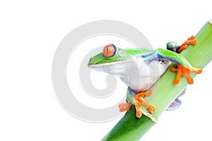 Red-eyed tree frog