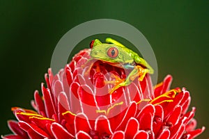 Red-eyed Tree Frog,