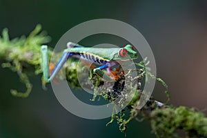 Red-eyed Tree Frog,