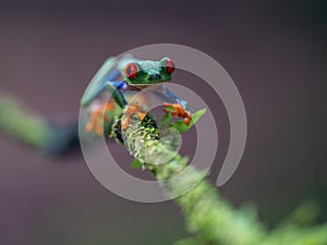 Red-eyed Tree Frog,