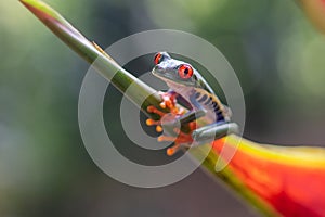 Red-eyed Tree Frog,