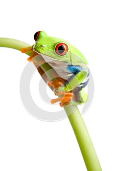 Red-eyed tree frog