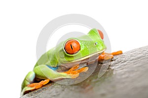 Red-eyed tree frog