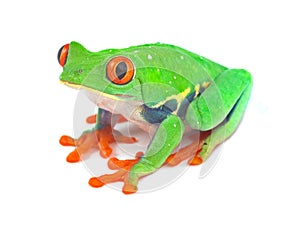 Red eyed tree frog