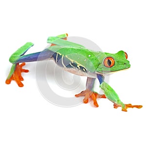 Red eyed tree frog photo