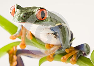 Red eyed tree frog