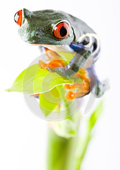 Red eyed tree frog