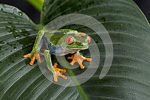 Red Eyed Tree Frog