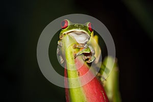 Red-eyed Tree Frog