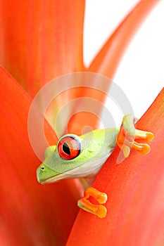 Red-eyed tree frog