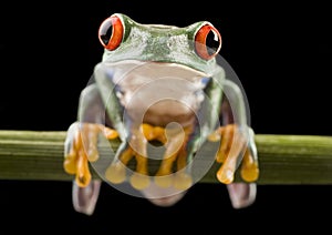 Red eyed tree frog