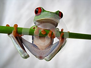 Red-eyed tree frog 40