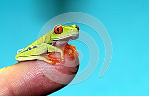 Red eyed tree frog