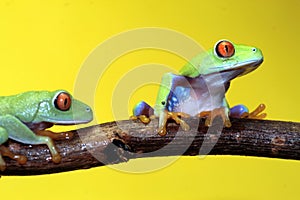 Red eyed tree frog