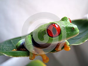 Red eyed tree frog 5