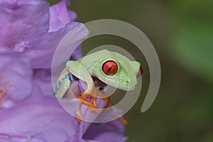 Red eyed tree frog