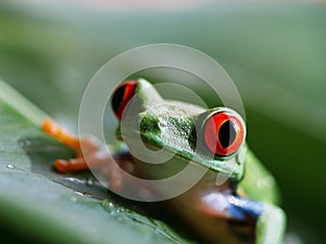 Red-eyed tree frog 56