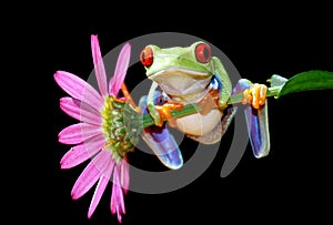 Red eyed tree frog photo