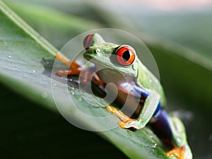 Red-eyed tree frog (58) agalychnis callidryas