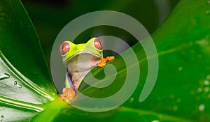 Red eyed tree frog