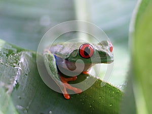 Red-eyed tree frog (59) agalychnis callidryas