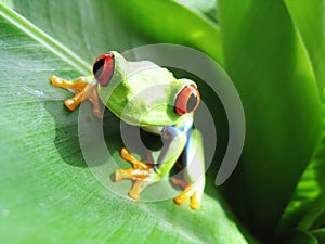 Red-eyed tree frog 60