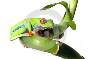 Red-Eyed Tree Frog