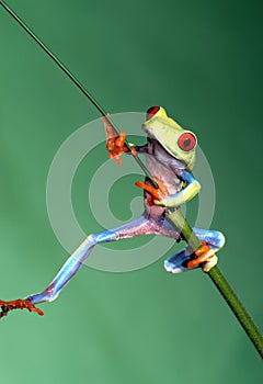 Red eyed tree frog