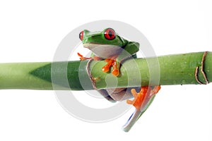 Red-Eyed tree frog