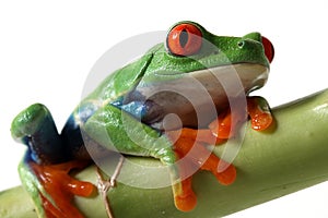 Red-Eyed Tree Frog