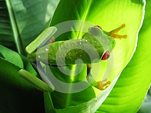 Red-eyed tree frog (65), agalychnis callidryas