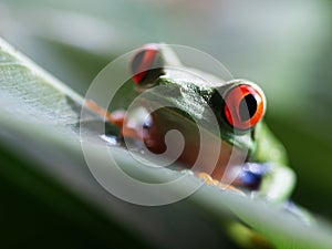 Red eyed tree frog (68) agalychnis callidryas