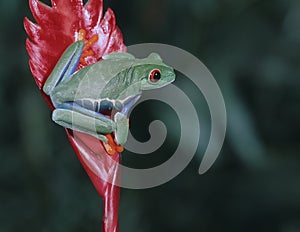 Red eyed tree frog