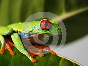 Red-eyed tree frog 72