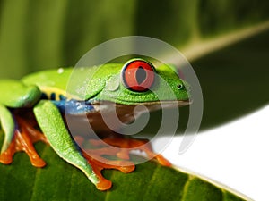 Red eyed tree frog (72), Agalychnis callidryas